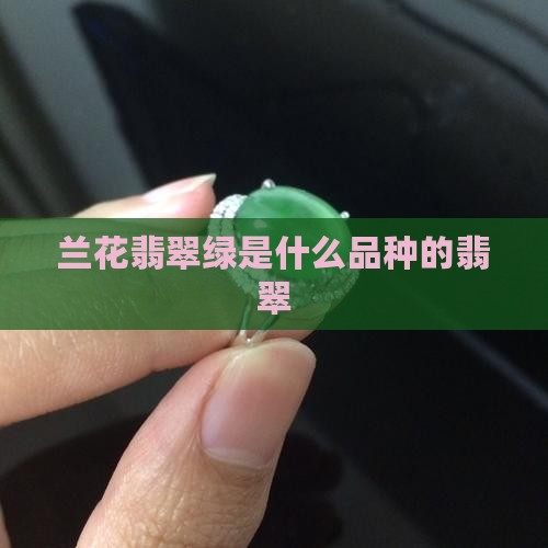 兰花翡翠绿是什么品种