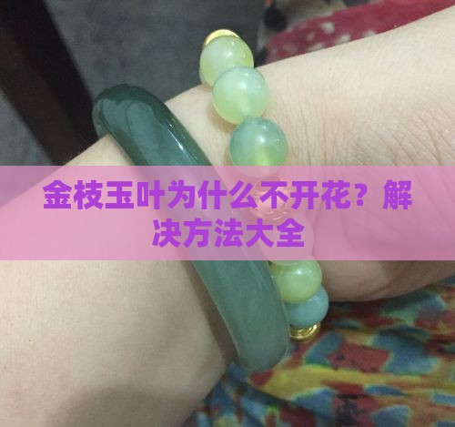 金枝玉叶为啥老是不开花