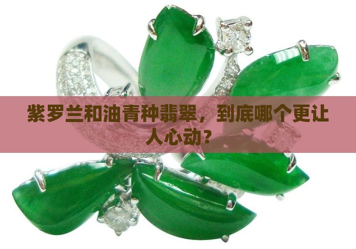 紫罗兰与油青种翡翠哪个好