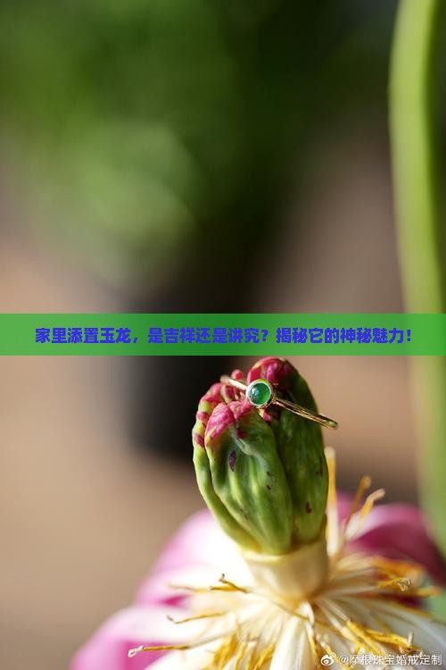 家里放玉龙好不好