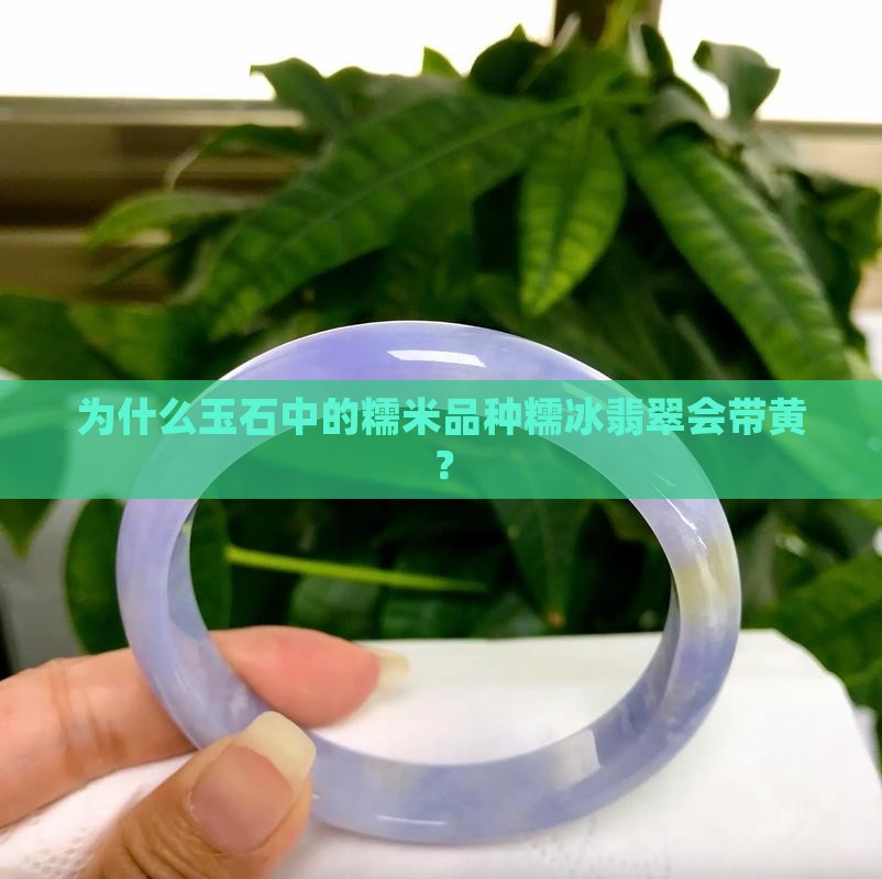 为什么糯冰玉石有带黄