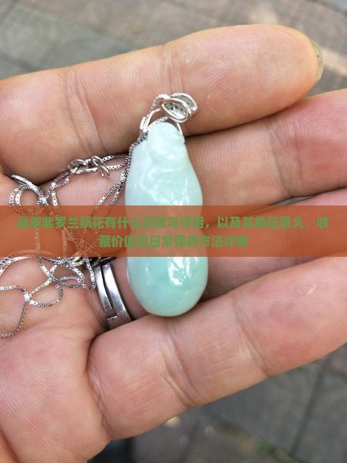 翡翠紫罗兰飘花有什么功效与作用