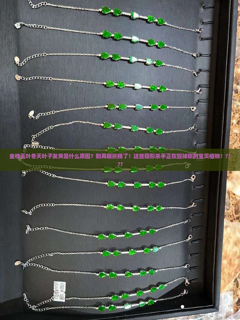 金枝玉叶冬天叶子发黄是什么原因