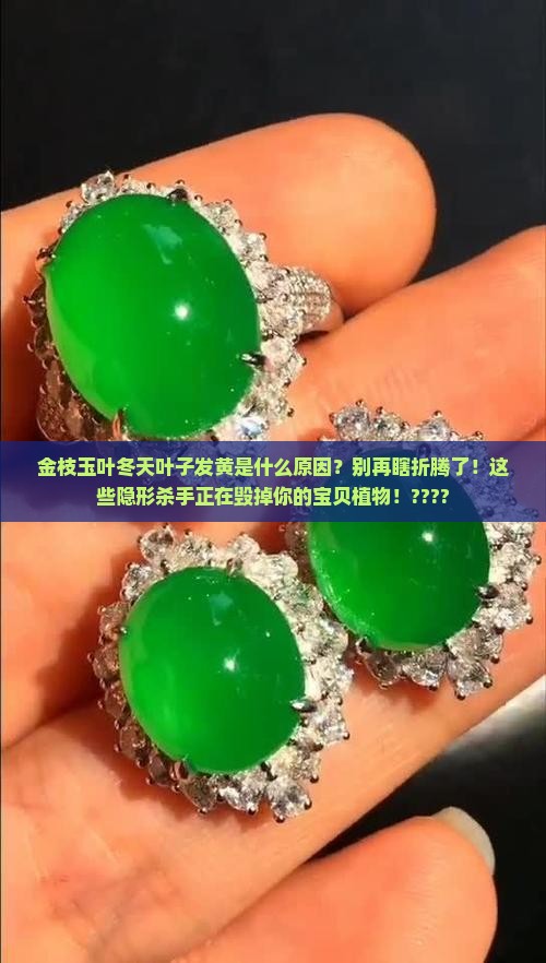 金枝玉叶冬天叶子发黄是什么原因