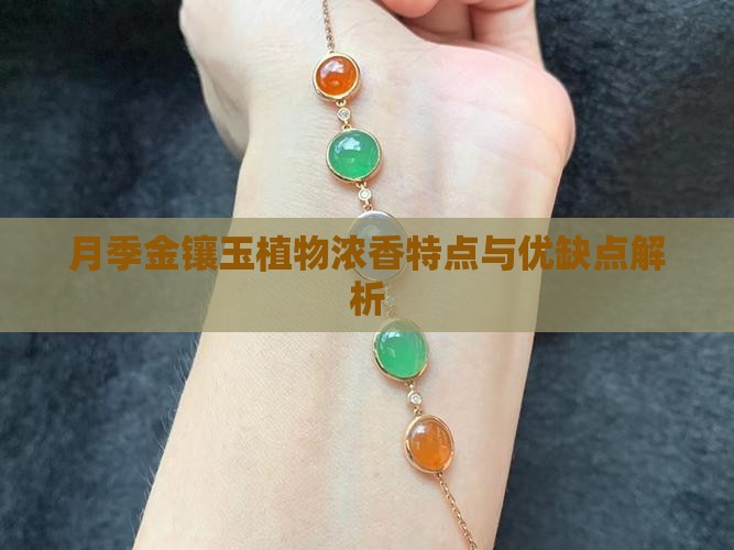 月季金镶玉植物浓香特点与优缺点解析