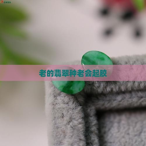 种老的翡翠会起胶