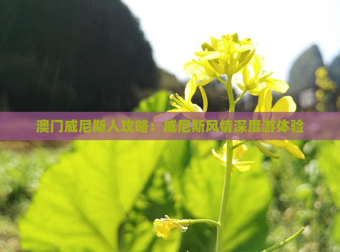 澳门威尼斯人攻略：威尼斯风情深度游体验