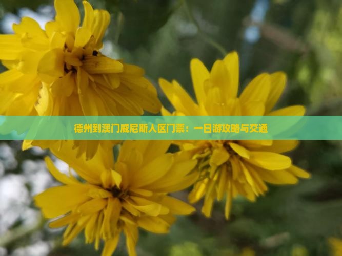 德州到澳门威尼斯人区门票：一日游攻略与交通
