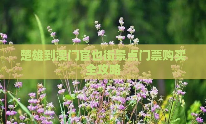 楚雄到澳门官也街景点门票购买全攻略