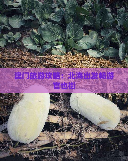 澳门旅游攻略：北海出发畅游官也街