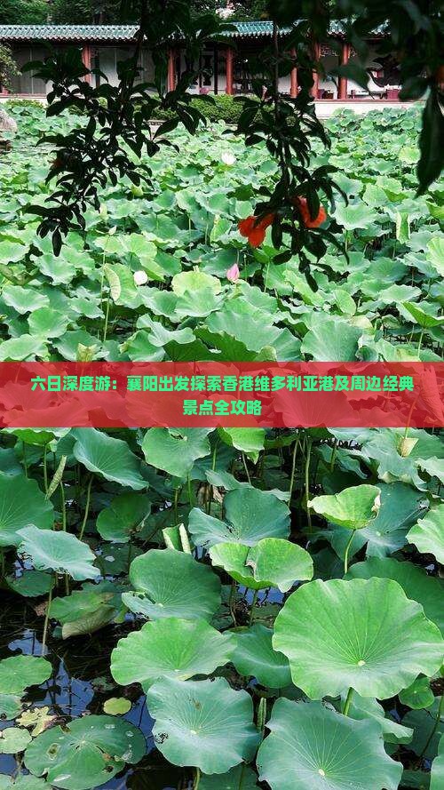 六日深度游：襄阳出发探索香港维多利亚港及周边经典景点全攻略