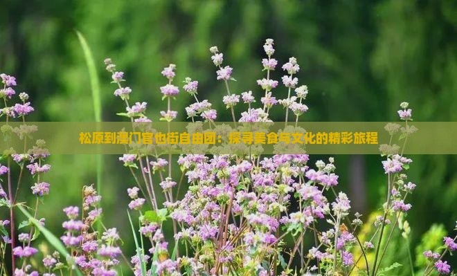 松原到澳门官也街自由团：探寻美食与文化的精彩旅程