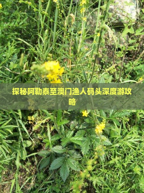 探秘阿勒泰至澳门渔人码头深度游攻略