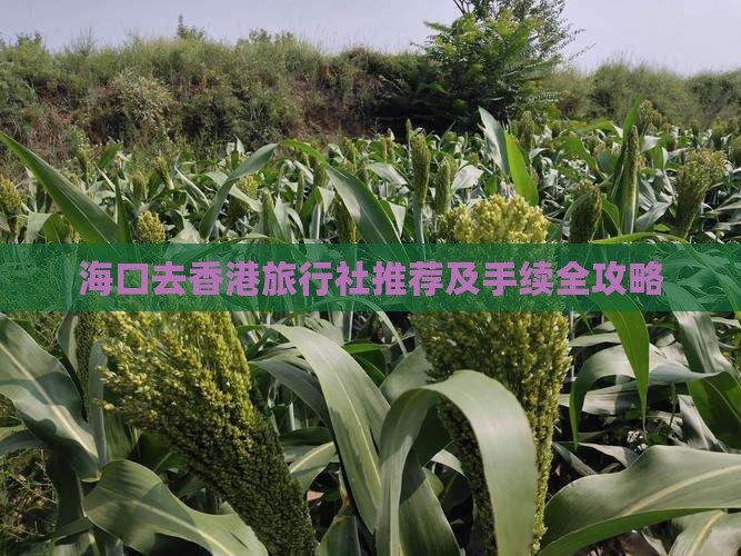 海口去香港旅行社推荐及手续全攻略