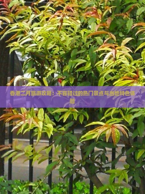 香港二月旅游攻略：不容错过的热门景点与当地特色体验