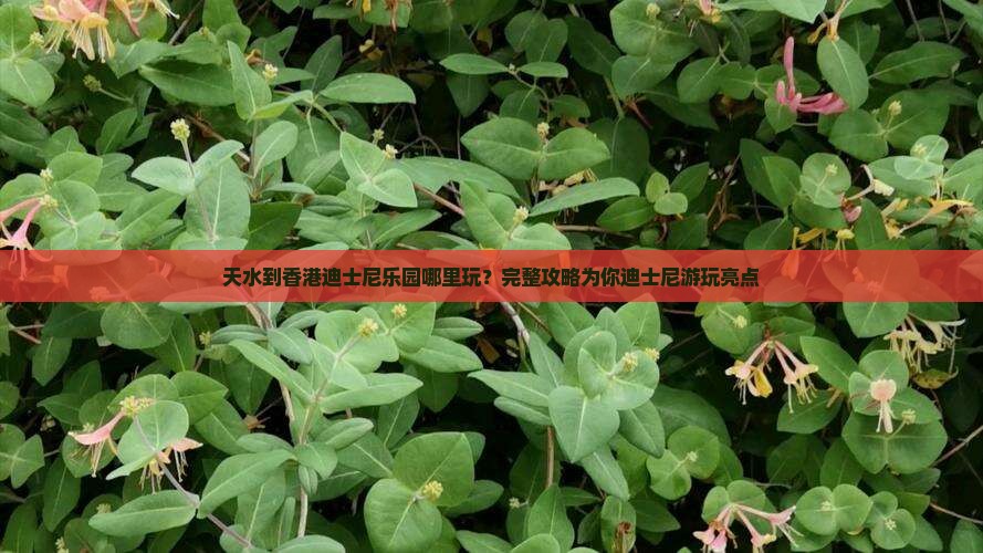 天水到香港迪士尼乐园哪里玩？完整攻略为你迪士尼游玩亮点