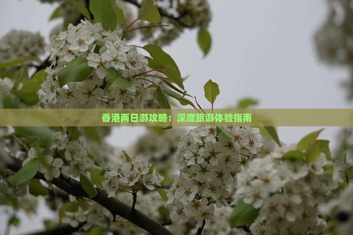 香港两日游攻略：深度旅游体验指南