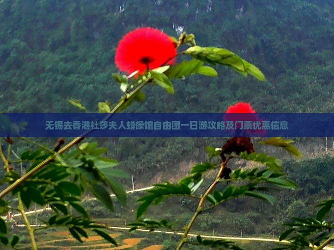 无锡去香港杜莎夫人蜡像馆自由团一日游攻略及门票优惠信息