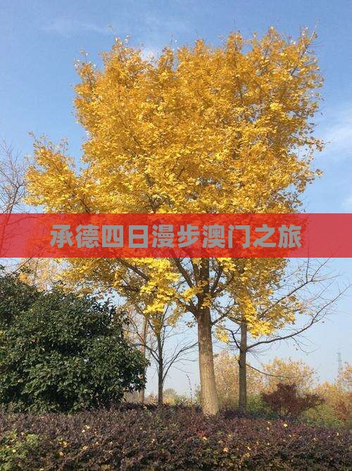 承德四日漫步澳门之旅