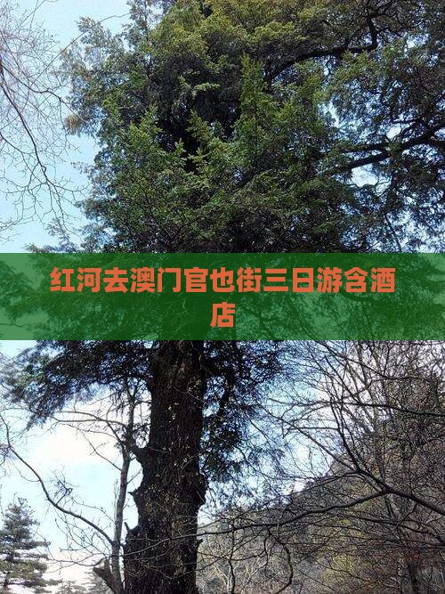 红河去澳门官也街三日游含酒店
