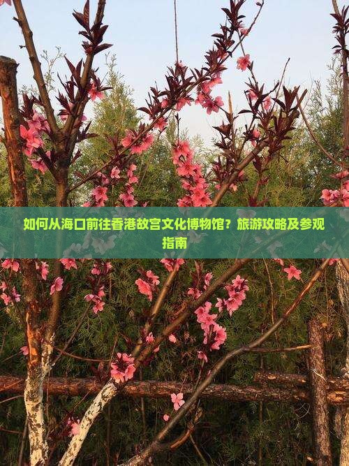 如何从海口前往香港故宫文化博物馆？旅游攻略及参观指南