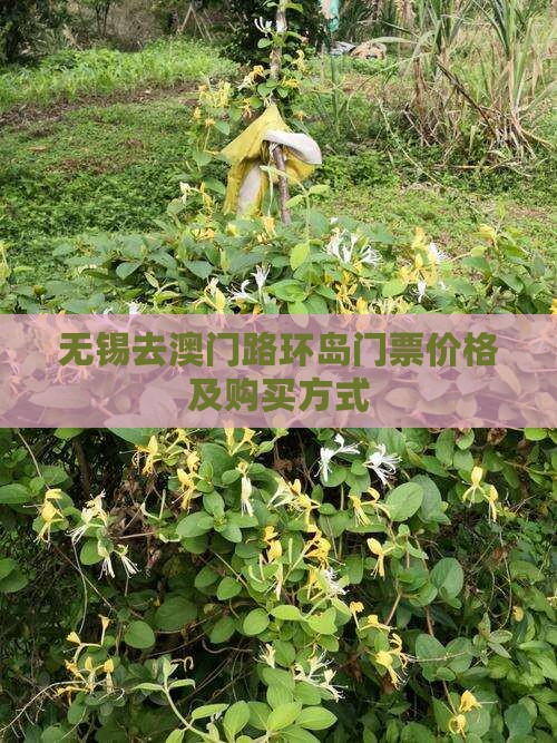 无锡去澳门路环岛门票价格及购买方式