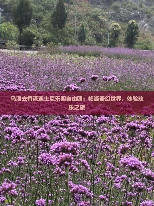 乌海去香港迪士尼乐园自由团：畅游奇幻世界，体验欢乐之旅
