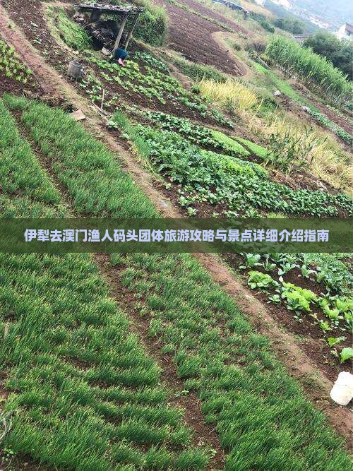 伊犁去澳门渔人码头团体旅游攻略与景点详细介绍指南