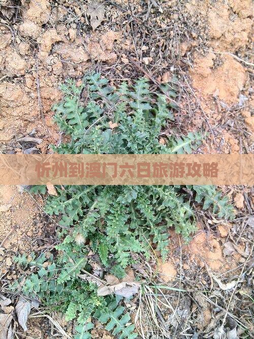忻州到澳门六日旅游攻略