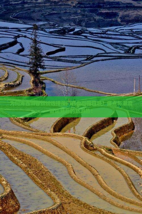 为何海西游客纷纷选择澳门官也街四日游？痛点与潮流新词背后的旅游热！