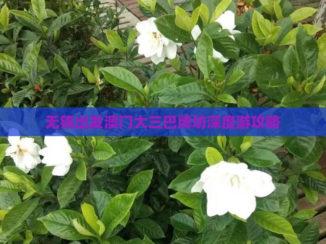 无锡出发澳门大三巴牌坊深度游攻略