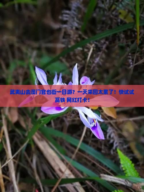 武夷山去澳门官也街一日游？一天来回太累了！快试试高铁+网红打卡！