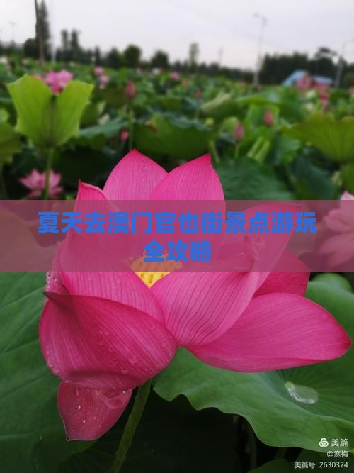 夏天去澳门官也街景点游玩全攻略