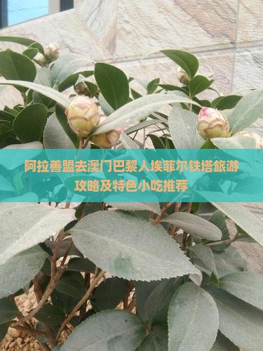 阿拉善盟去澳门巴黎人埃菲尔铁塔旅游攻略及特色小吃推荐