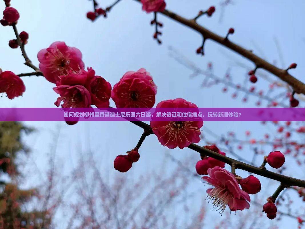 如何规划柳州至香港迪士尼乐园六日游，解决签证和住宿痛点，玩转新潮体验？
