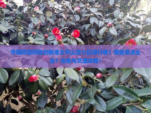 节期间如何规划香港太平山顶七日游行程？哪些景点必去？住宿与交通攻略？