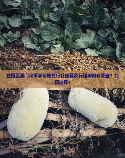 益阳至澳门议事亭前地旅行社推荐及行程安排有哪些？如何选择？
