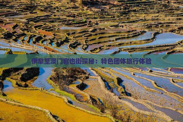 伊犁至澳门官也街探秘：特色团体旅行体验