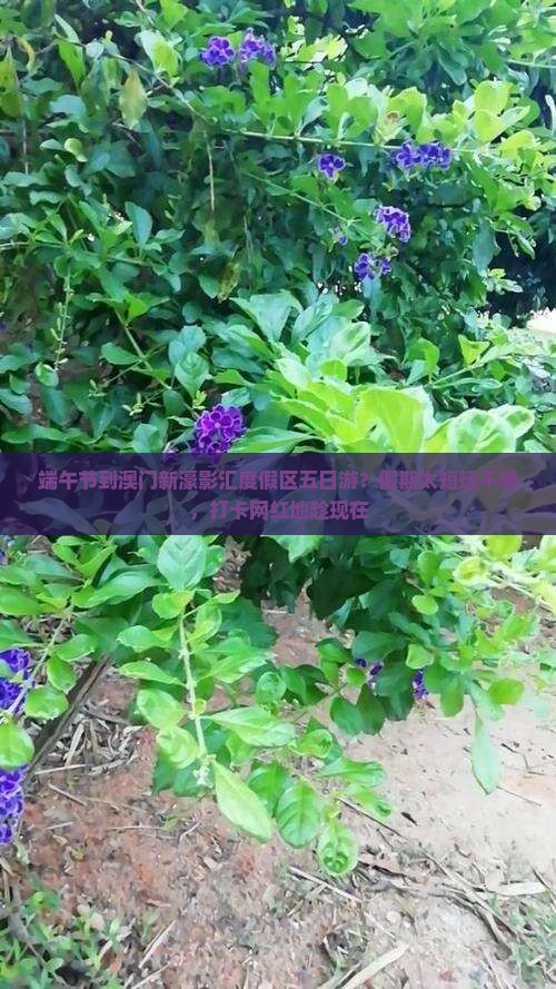 端午节到澳门新濠影汇度假区五日游？假期太短玩不够，打卡网红地趁现在