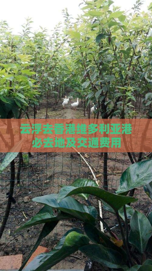 云浮去香港维多利亚港必去地及交通费用