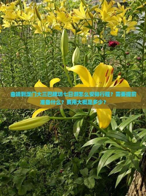 曲靖到澳门大三巴牌坊七日游怎么安排行程？需要提前准备什么？费用大概是多少？