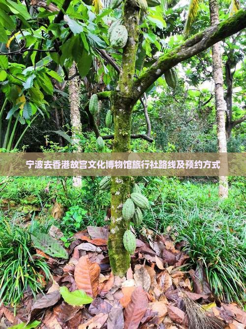 宁波去香港故宫文化博物馆旅行社路线及预约方式