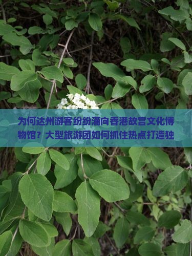 为何达州游客纷纷涌向香港故宫文化博物馆？大型旅游团如何抓住热点打造独特体验？