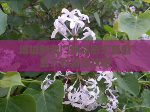 塔城到澳门新濠影汇度假区六日游全攻略