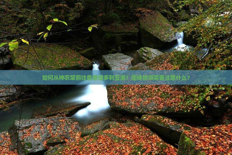 如何从神农架前往香港维多利亚港？团体旅游需要注意什么？