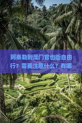 阿泰勒到澳门官也街自由行？需要注意什么？有哪些好玩的？怎么去最方便？