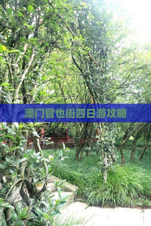 澳门官也街四日游攻略