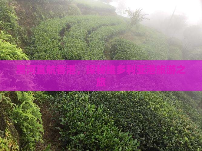 黑河直航香港，探秘维多利亚港旅游之旅