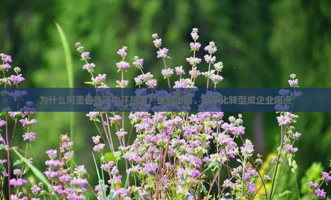 为什么阿里去香港中环旅游？金融出海、数字化转型成企业痛点