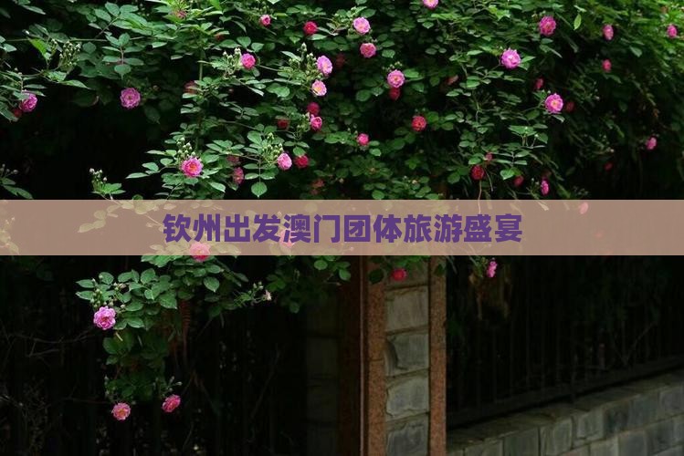钦州出发澳门团体旅游盛宴